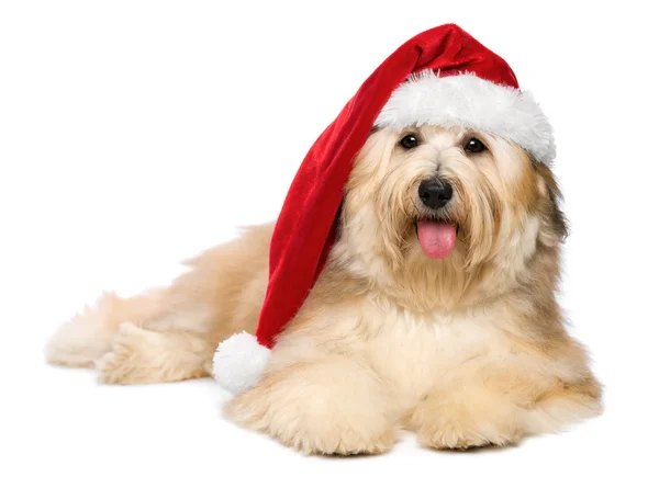 Χαριτωμένο κοκκινωπό ψέματα Χριστούγεννα havanese κουτάβι σκυλί με ένα καπέλο santa — Φωτογραφία Αρχείου
