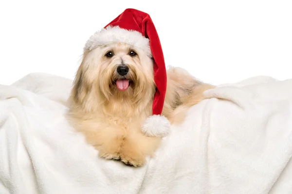 Mignon chien Havanais rougeâtre de Noël avec chapeau de Père Noël sur un bl blanc — Photo