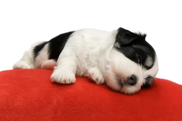 可爱沉睡的犬种去年成为小狗 — 图库照片