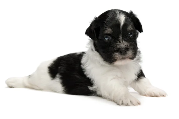 Schattige kleine Havanezer puppy — Stockfoto