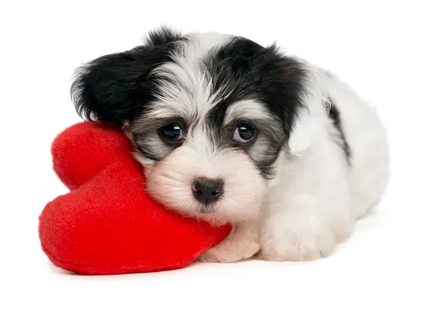 Lover Valentine Havanese puppy — Stock Photo, Image