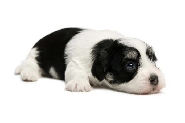 Schattige kleine Havanezer puppy — Stockfoto