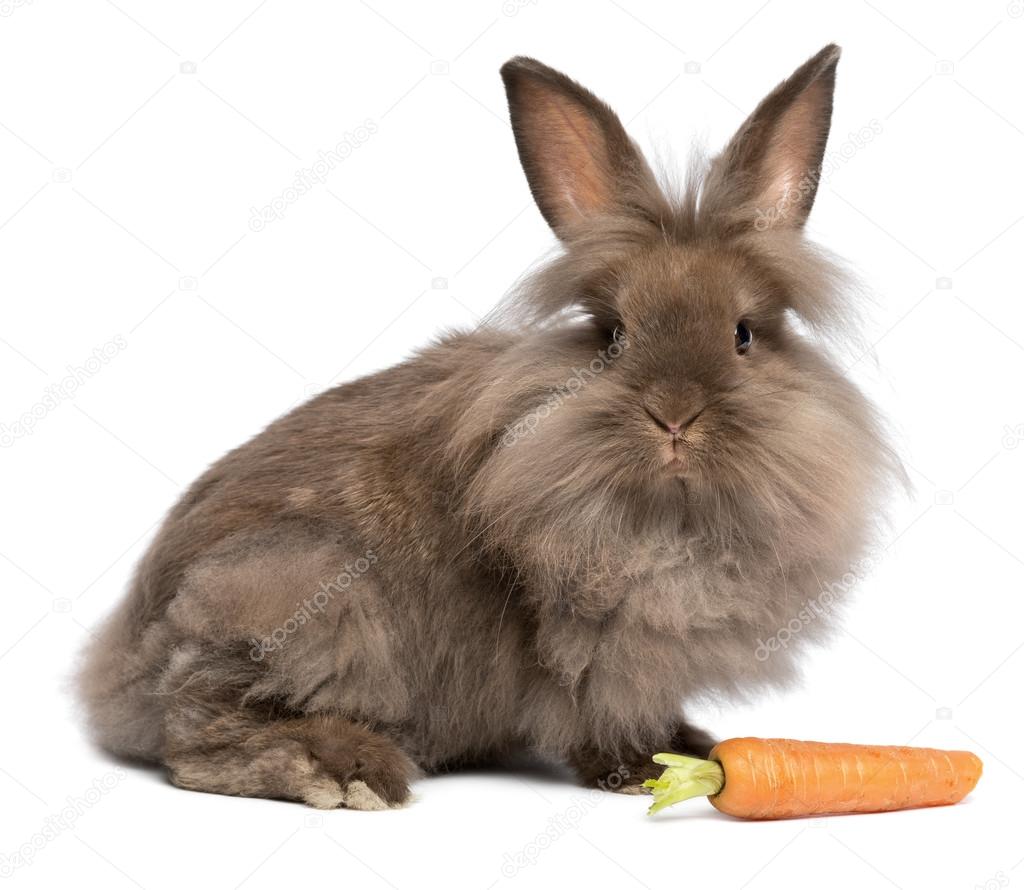 Lapin Assis Avec Carotte Images Libres De Droit Photos De Lapin Assis Avec Carotte Depositphotos Lapin Assis Avec Carotte Images Libres De Droit Photos De Lapin Assis Avec Carotte Depositphotos