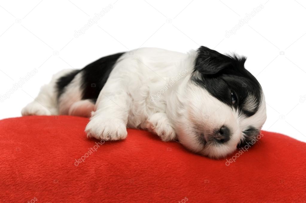 Cute sleeping havanese puppy