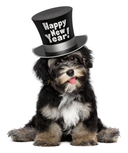 Cão de cachorro havanese bonito está usando um chapéu de topo Feliz Ano Novo — Fotografia de Stock