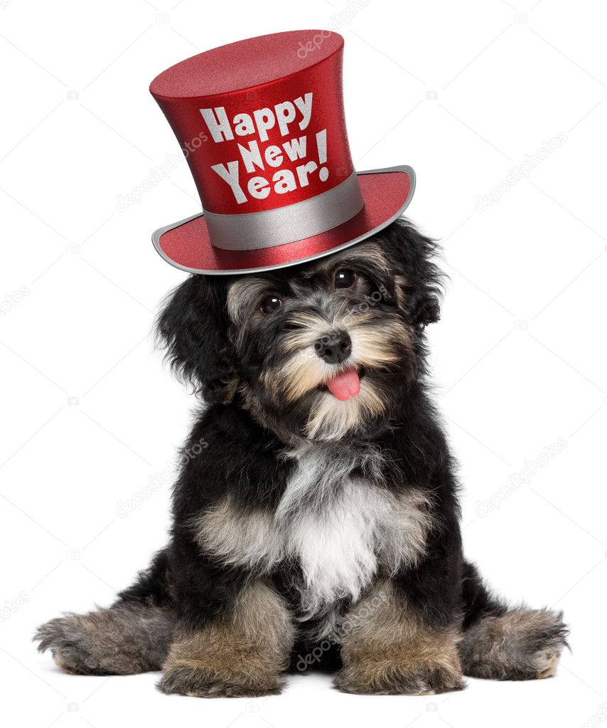 Cute havanese puppy dog is wearing a Happy New Year top hat