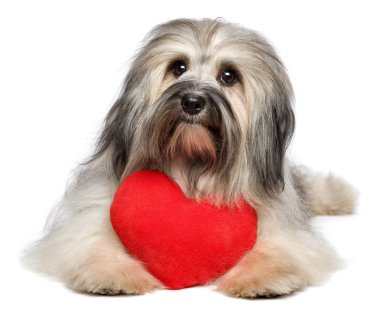kırmızı bir kalp ile şirin sevgilisi Sevgililer havanese köpek