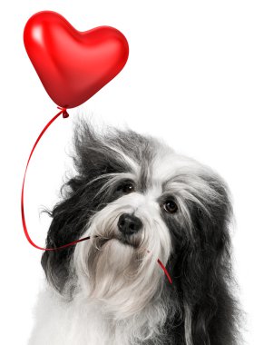 Sevgili Sevgiliye havanese köpek