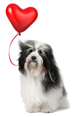 Sevgili Sevgiliye havanese köpek