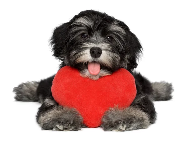 Amante Valentine Cão de cachorro havanês com um coração vermelho — Fotografia de Stock