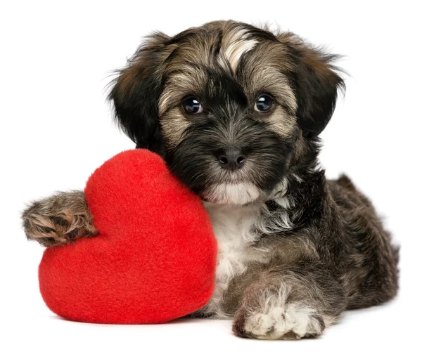 Minnaar valentine Havanezer mannelijke puppy hondje — Stockfoto