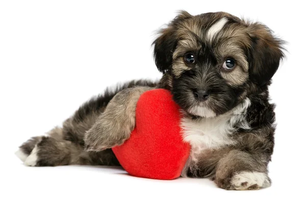 Liebhaber valentine havanese Rüde Welpe Hund — Stockfoto