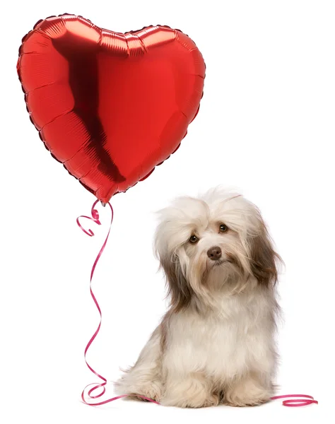 Iubitor de Valentine Havanese câine — Fotografie, imagine de stoc