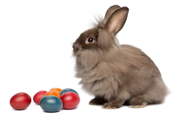 Un conejo de cabeza de león de chocolate con huevos de Pascua —  Fotos de Stock