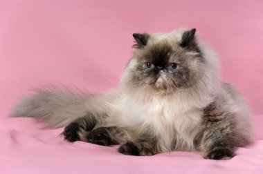 Farsça mühür tortie colorpoint kedi