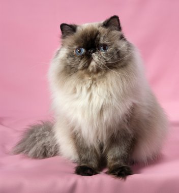 Farsça mühür tortie colorpoint kedi