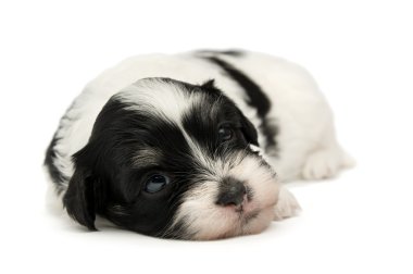 sevimli küçük havanese köpek