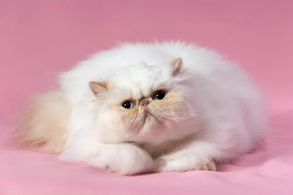 Персидский кремовый кот — стоковое фото