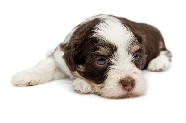 Roztomilé štěňátko havanese — Stock fotografie