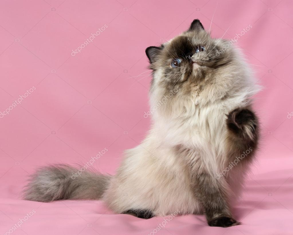 Persian Seal Tortie Colorpoint Cat Stock Photo Image By C Mdorottya