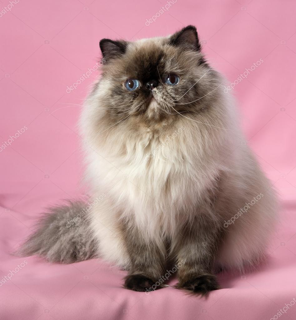 Persian Seal Tortie Colorpoint Cat Stock Photo Image By C Mdorottya