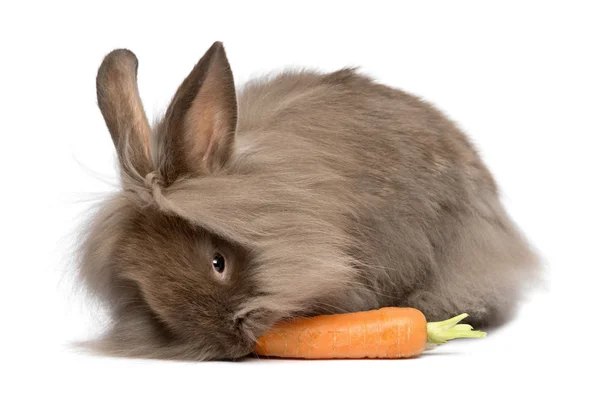 Coelho lionhead chocolate bonito coelho está comendo uma cenoura — Fotografia de Stock