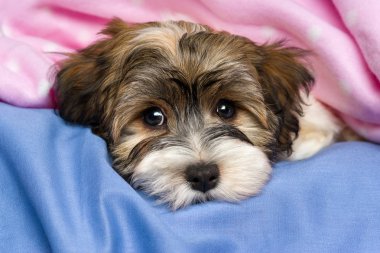 şirin üç renkli havanese köpek yavrusu bir yatakta yatarken