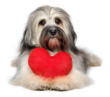 kırmızı bir kalp ile şirin sevgilisi Sevgililer havanese köpek