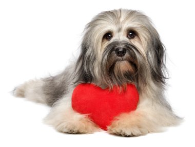 kırmızı bir kalp ile şirin sevgilisi Sevgililer havanese köpek