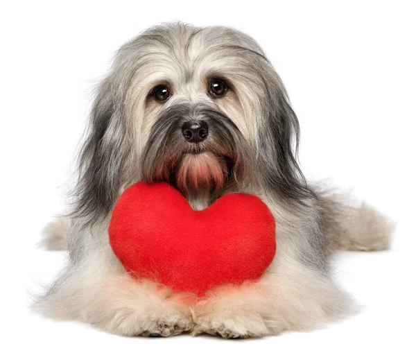 Kekasih lucu Valentine Havanese anjing dengan hati merah — Stok Foto