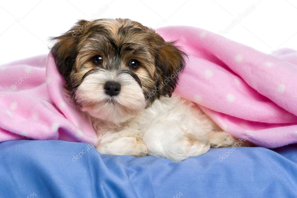 Cute tricolor Havanese puppy dog is lying in a bed Stock Photo by