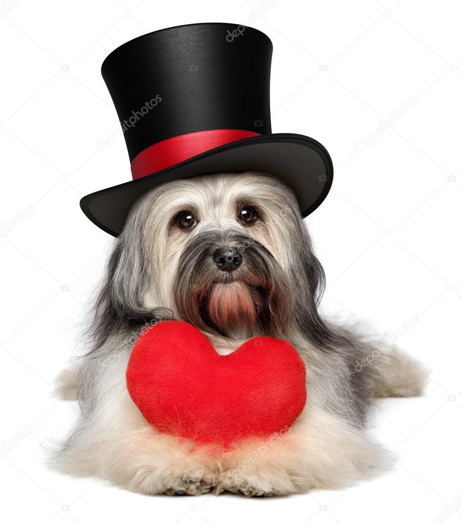 Lover valentine Havanese dog with a red heart and black top hat