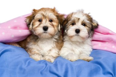 iki sevimli havanese kukla bir yatakta yatarken