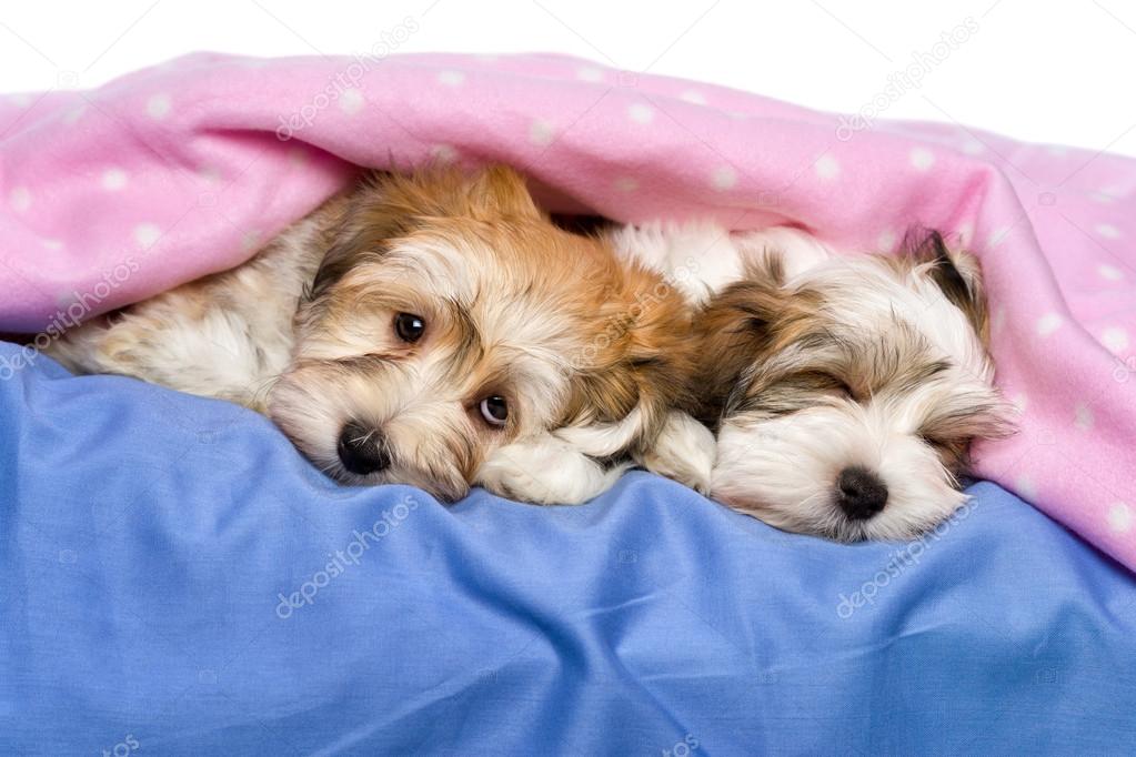 Cute Havanese puppies are lying and sleeping in a bed