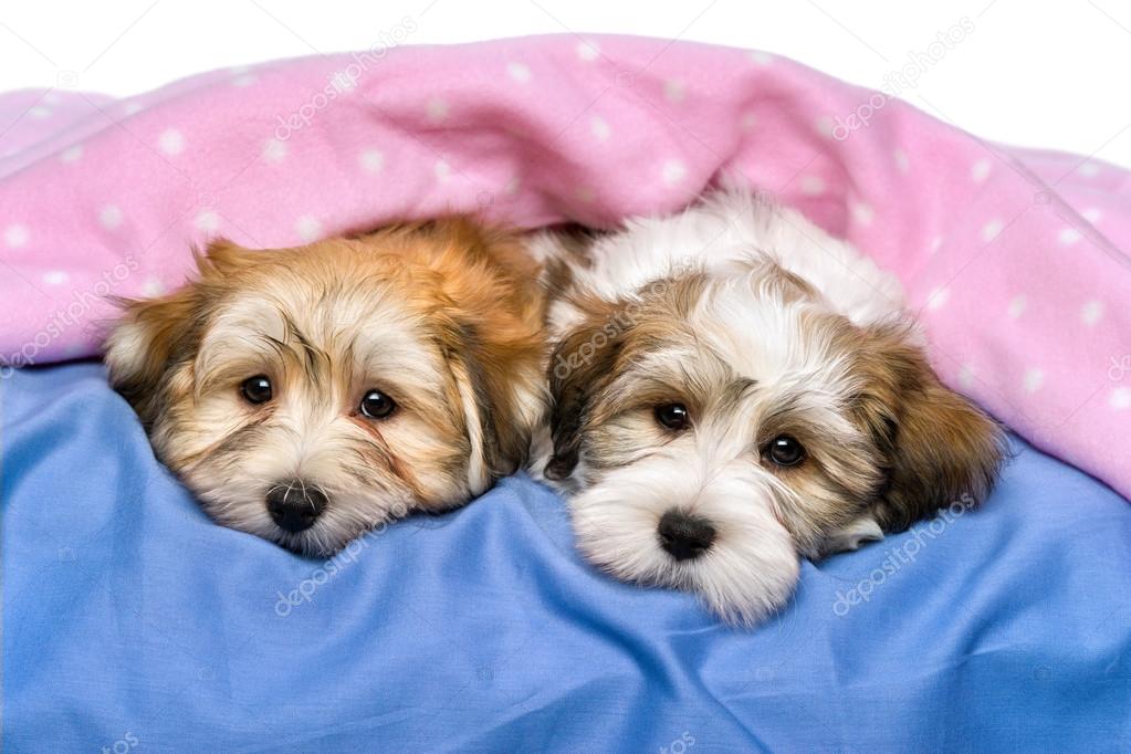 Two cute Havanese puppies are resting in a bed
