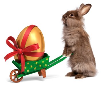 komik paskalya tavşanına yeşil el arabası ve altın yumurta