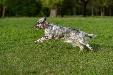 Şirin mavi belton İngiliz setter köpek çapraz çalışan bir çayır üzerinde
