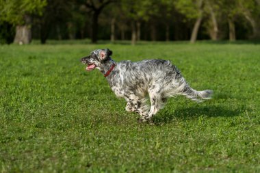 Şirin mavi belton İngiliz setter köpek çapraz çalışan bir çayır üzerinde
