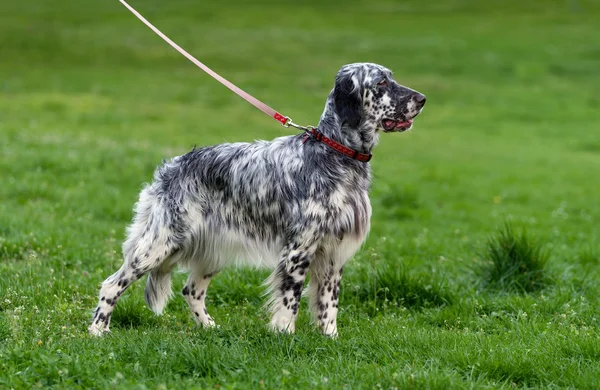 Cute blue belton English Setter dog in a spring flowering meadow — Stock Photo, Image