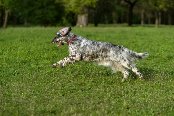 Anjing Setter Inggris belton biru lucu berjalan salib di padang rumput — Stok Foto