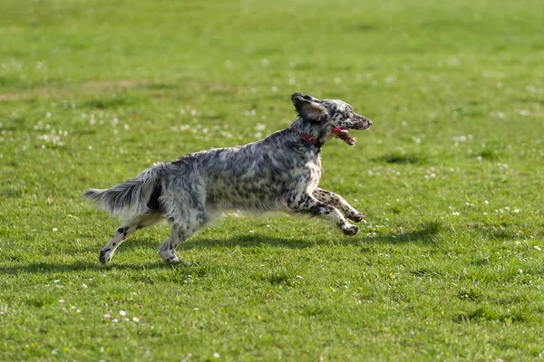 かわいい青いベルトン イングリッシュ セッター犬はクロスを実行しているでは牧草地 — ストック写真