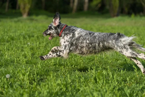 Lindo belton azul Inglés Setter perro está corriendo cruz en un prado —  Fotos de Stock