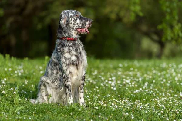 Niedlicher blauer Gürtel Englischer Setter Hund sitzt in einer Frühlingswiese — Stockfoto