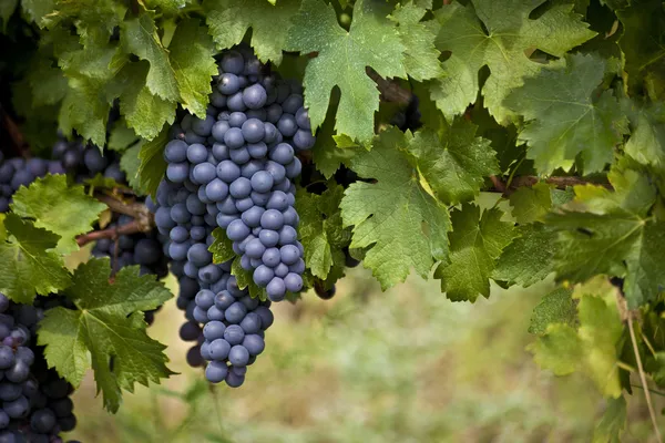 Rote Trauben an der Rebe — Stockfoto