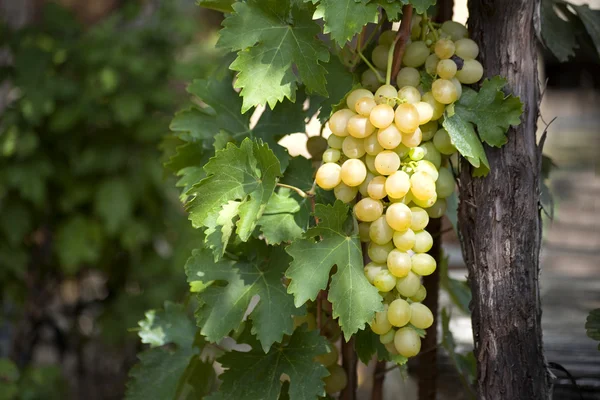 Grappe de raisins blancs sur vigne — Photo