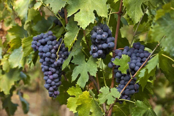 Ramo de uvas rojas en la vid —  Fotos de Stock