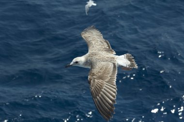 Martı denizin üzerinde uçuyor.