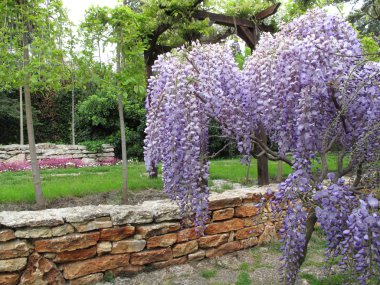 Bahçe çiçek açan wisteria ile
