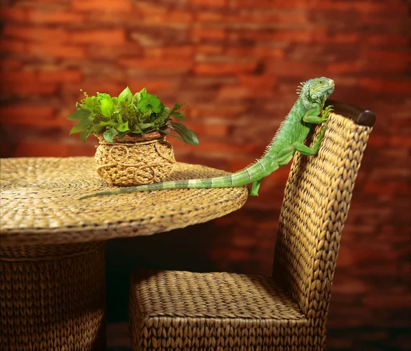 Iguana verde rastejando na cadeira — Fotografia de Stock