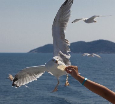 Martı denizin üzerinde uçuyor.